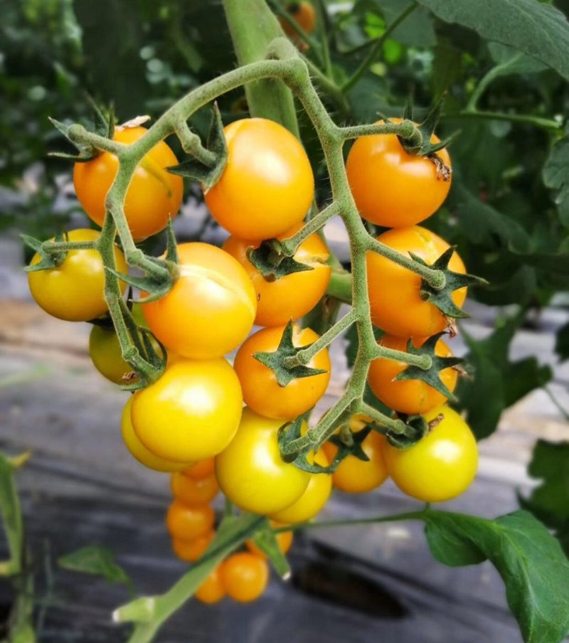 番茄味的西红柿图片 现在什么品种西红柿酸甜好吃