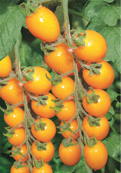番茄味的西红柿图片 现在什么品种西红柿酸甜好吃