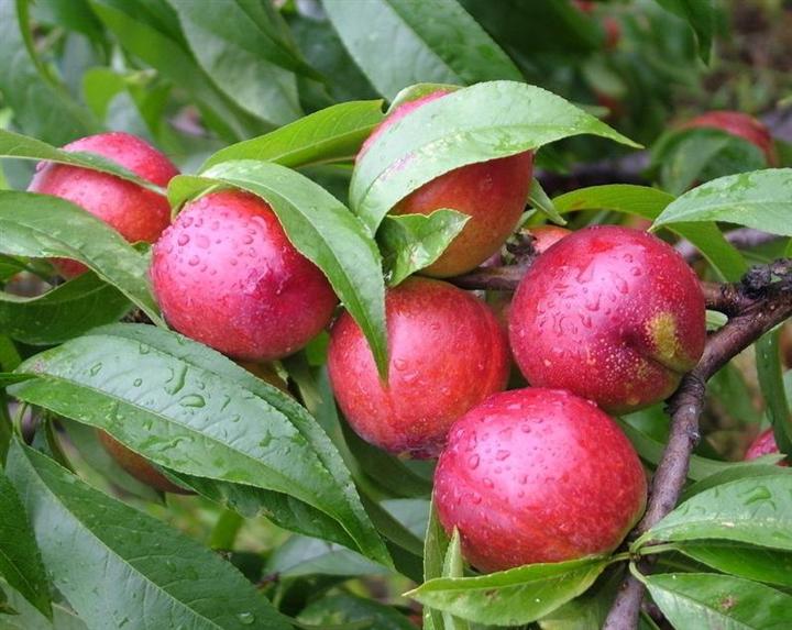 油桃的精美图片 6-05油桃和7-17油桃有什么不同