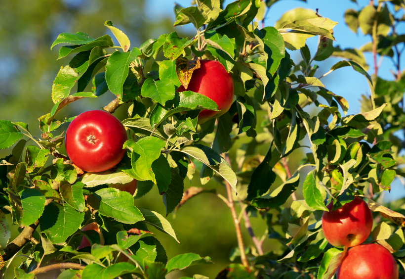 苹果树上刚结的苹果图片大全 新鲜苹果现采现摘