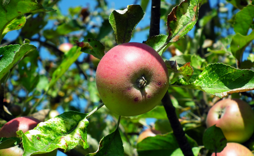 苹果树上刚结的苹果图片大全 新鲜苹果现采现摘