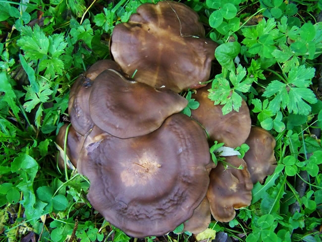 野生褐色蘑菇图片 蘑菇有褐色的汁
