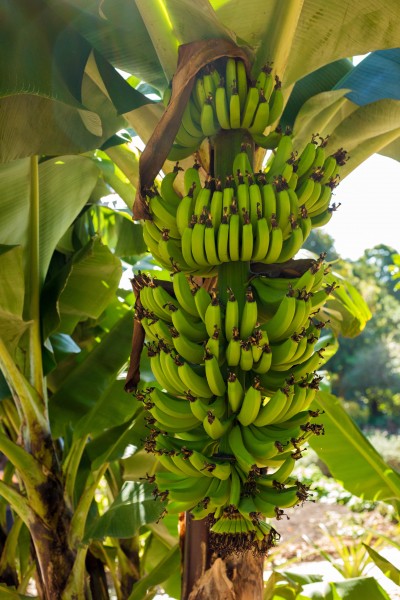 香蕉成熟程度图片 怎么判断树上香蕉成熟