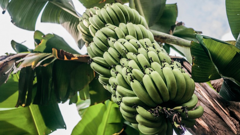 香蕉成熟程度图片 怎么判断树上香蕉成熟