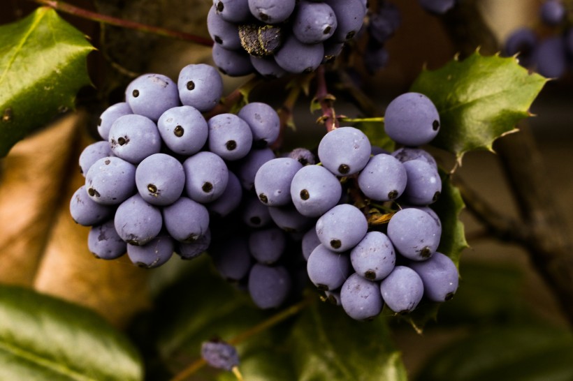 美丽的蓝莓图片 三步就能做酸甜蓝莓酥块教程