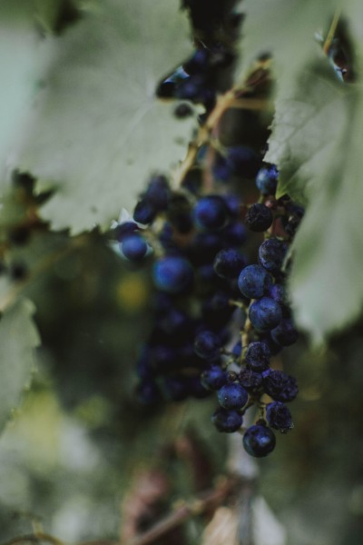 美丽的蓝莓图片 三步就能做酸甜蓝莓酥块教程