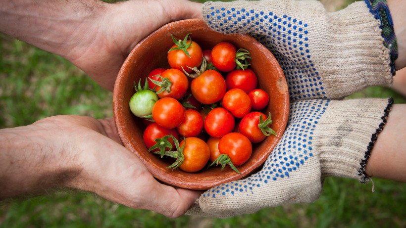 西红柿有100种做菜方法 西红柿到底是水果呢还是属于蔬菜