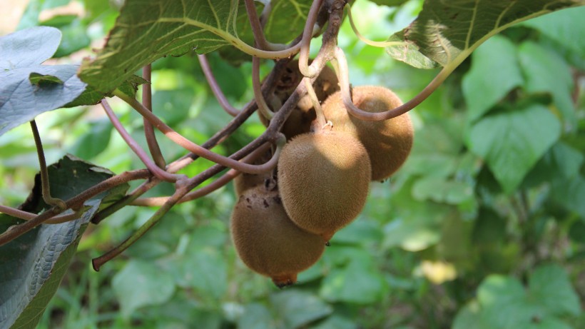 观察一种水果作文350个字猕猴桃 红心猕猴桃好吃还是绿色的好吃