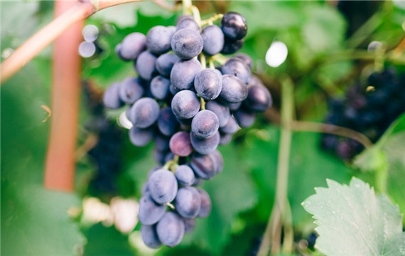 葡萄水果的照片 葡萄成分图