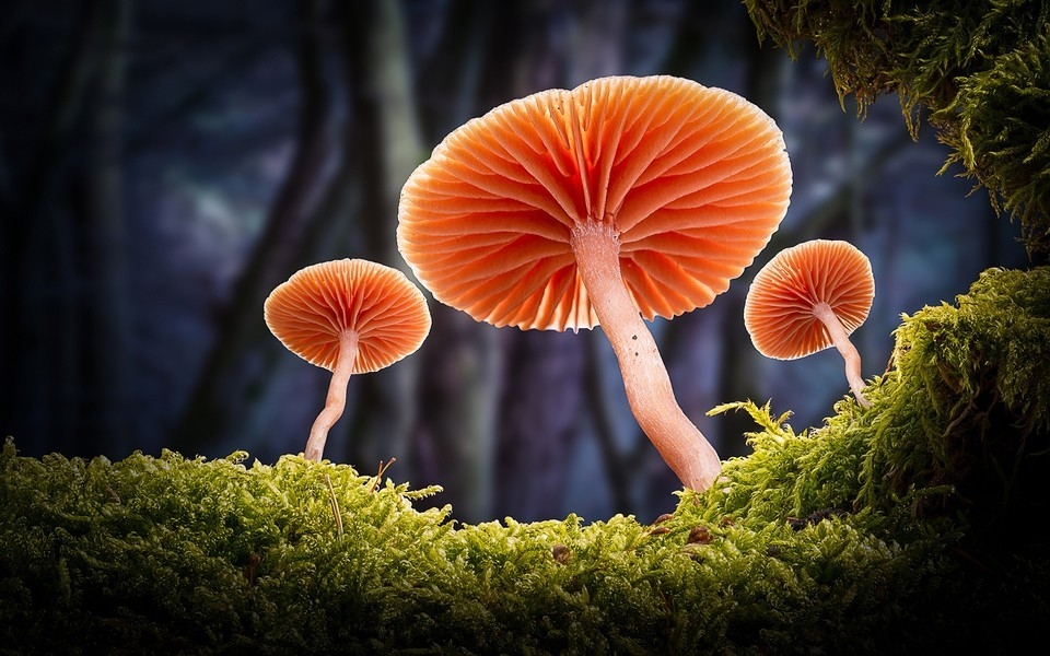 树林里生长的蘑菇图片 大自然的蘑菇图片