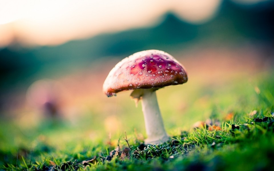 树林里生长的蘑菇图片 大自然的蘑菇图片