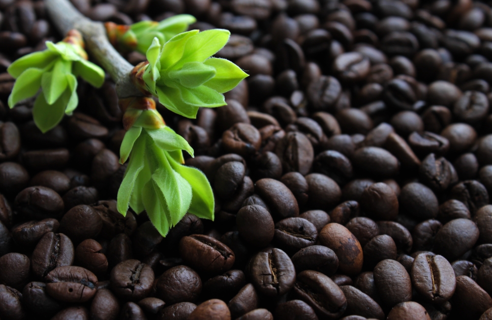 做速溶咖啡的原料豆图片 最美的咖啡豆图片大全