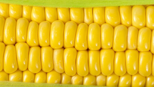 吃玉米会长胖吗？吃玉米对身体健康有什么好处？