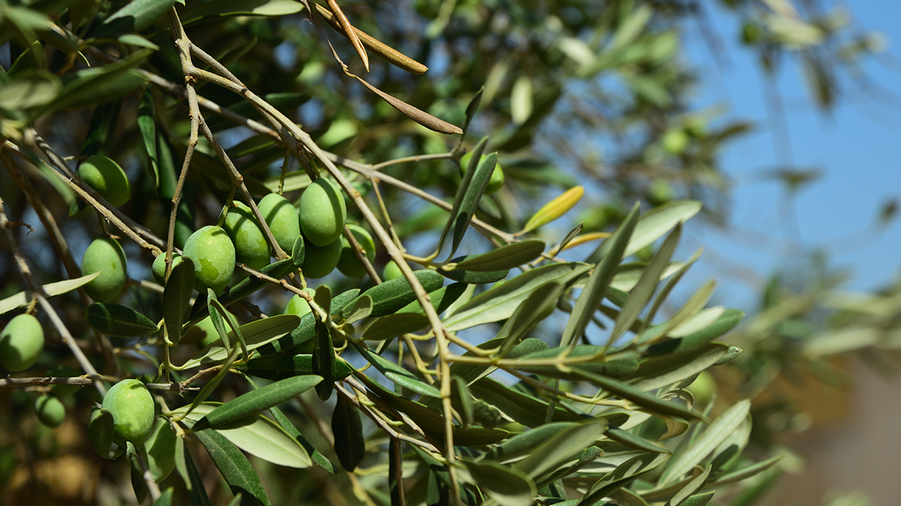 橄榄油热量高吗？橄榄油减肥怎么吃最好？
