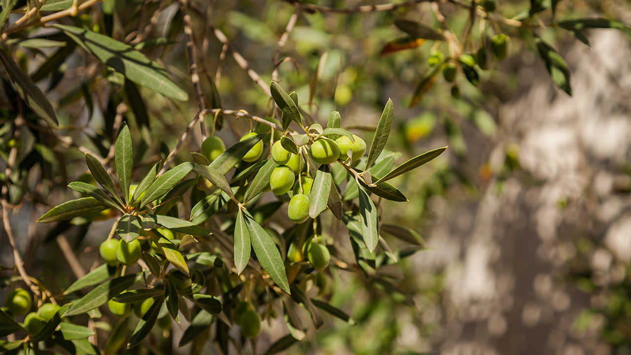 橄榄油热量高吗？橄榄油减肥怎么吃最好？