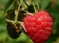 红色类似树莓的果实 红色树莓
