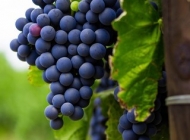 葡萄是温性还是凉性的水果 葡萄是热性还是凉性