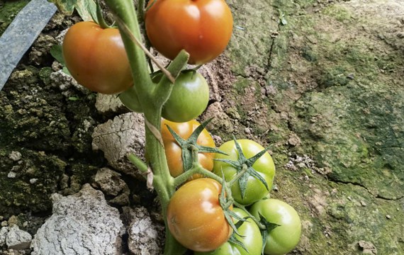 西红柿是什么水果还是蔬菜 西红柿的营养价值与生长过程