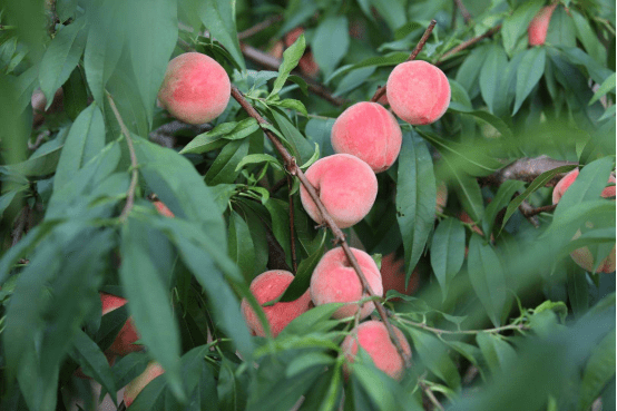 果园水蜜桃的图片 新鲜水果水蜜桃图片