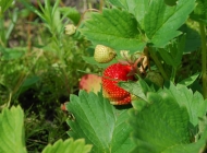 红色花草莓是什么品种 草莓籽是红色的能不能吃