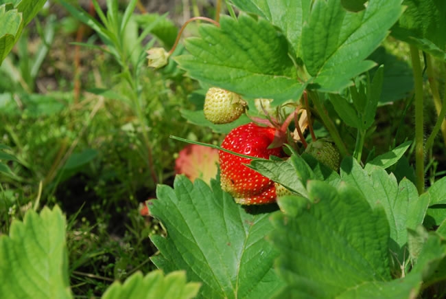 红色花草莓是什么品种 草莓籽是红色的能不能吃
