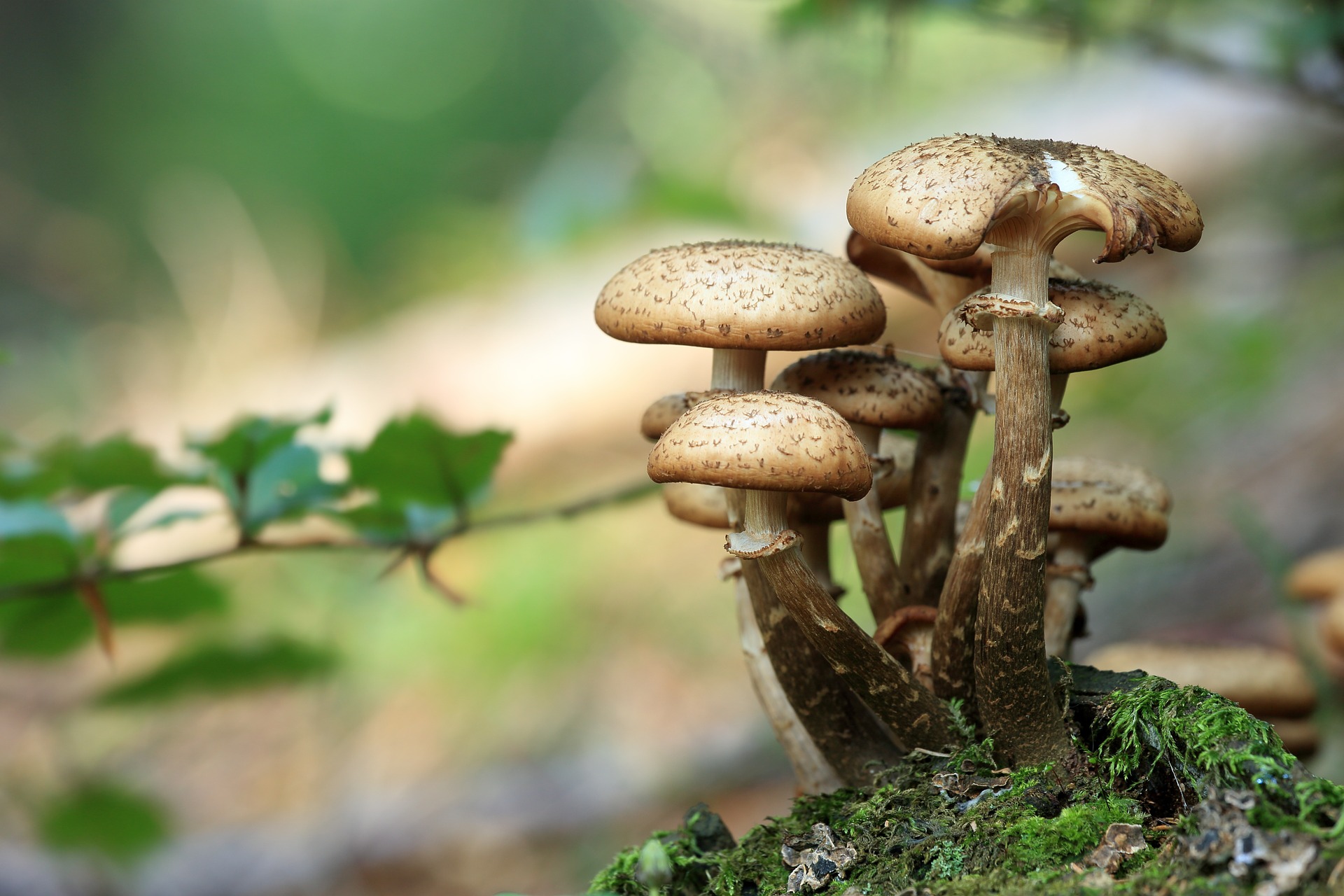 野生蘑菇图片，户外森系自然生长的美味野生蘑菇唯美图片