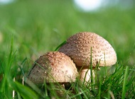 农村野生大蘑菇图片 大蘑菇野生图片