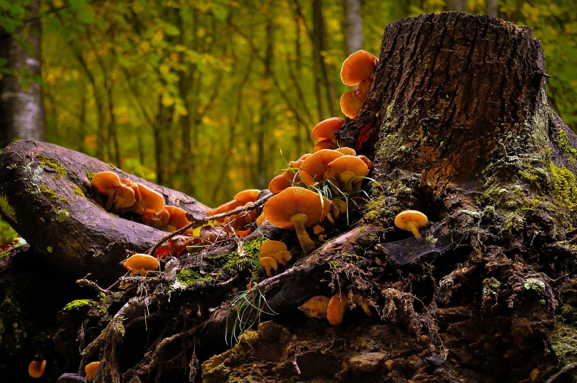 生长在树枝，树干，朽木上的野生菌类蘑菇图片