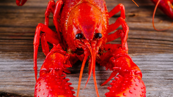 吃小龙虾不能喝酒吗？吃小龙虾对人体有害吗？