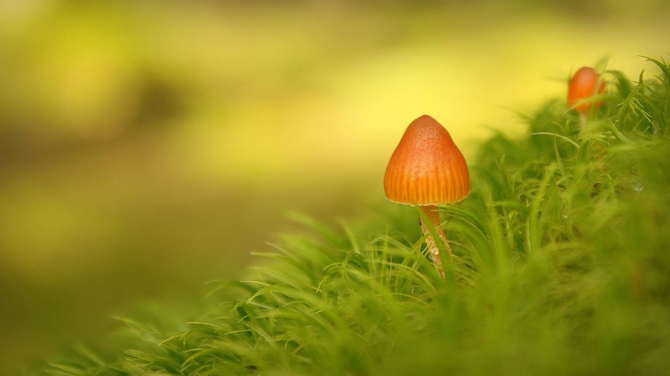 彩色的小蘑菇图片 草地上小蘑菇图片