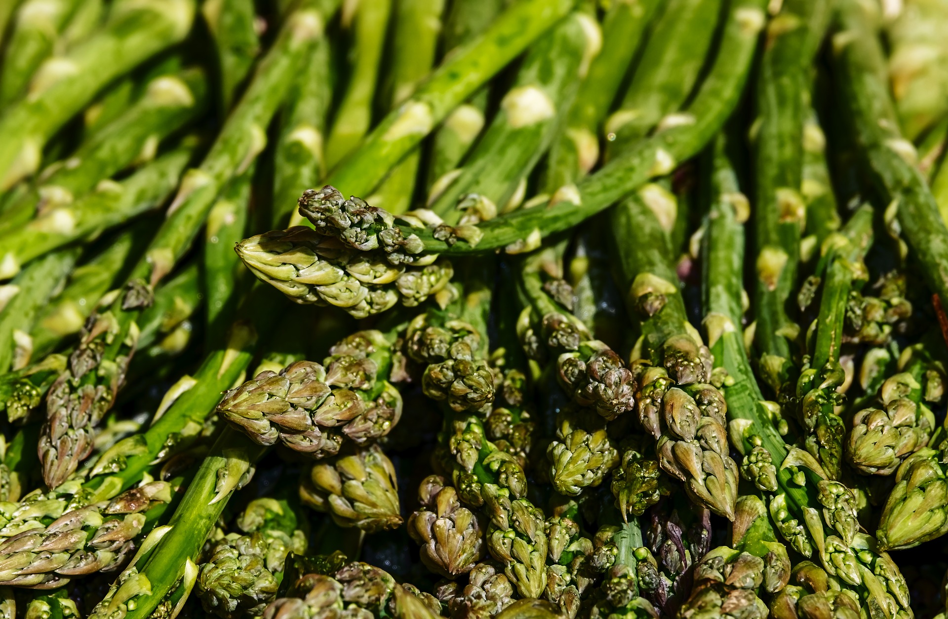 新鲜翠绿的蔬菜芦笋高清摄影图片