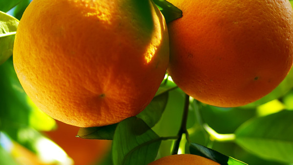 如何保存新鲜橘子不会坏？橘子不能和什么一起吃？