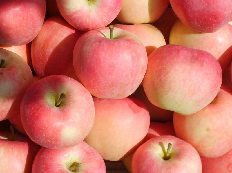 红将军苹果和红富士的区别 嘎啦果和苹果的区别