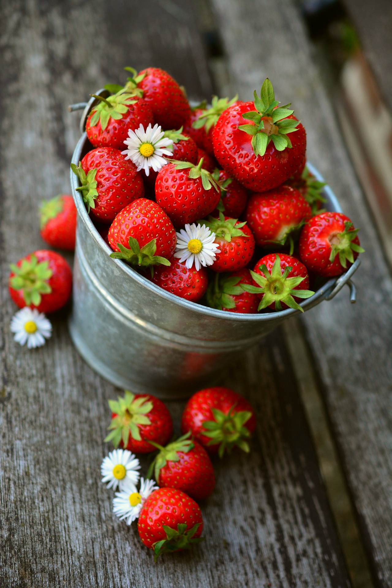 水果静物摄影图片 采摘草莓摄影图片