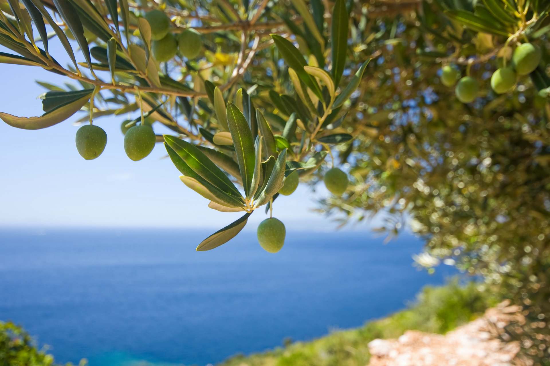 橄榄叶的果实长什么样 橄榄咸菜就是橄榄树叶做的吧