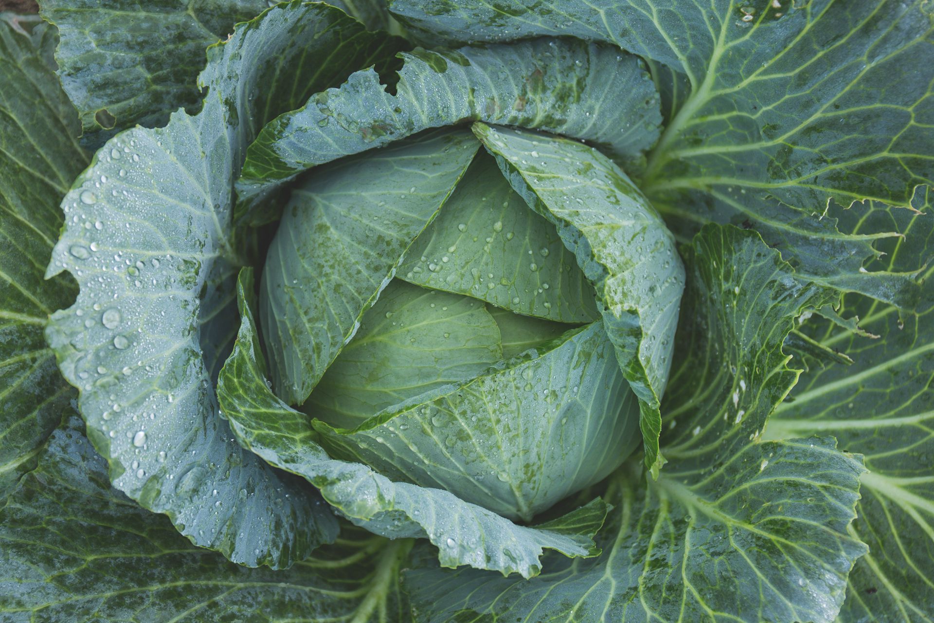 清新翠绿的包菜（卷心菜）唯美高清蔬菜摄影美图图集