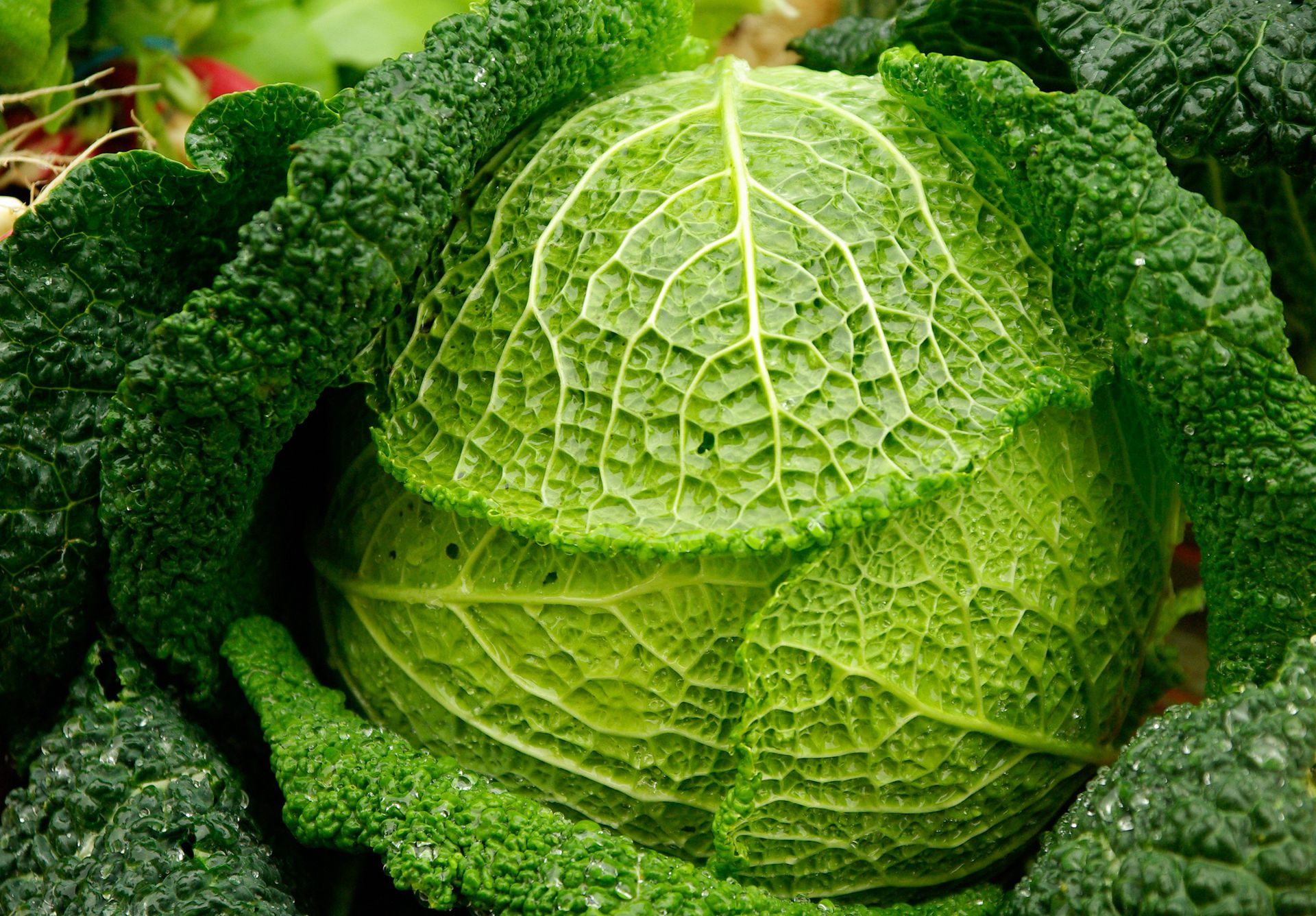 清新翠绿的包菜（卷心菜）唯美高清蔬菜摄影美图图集