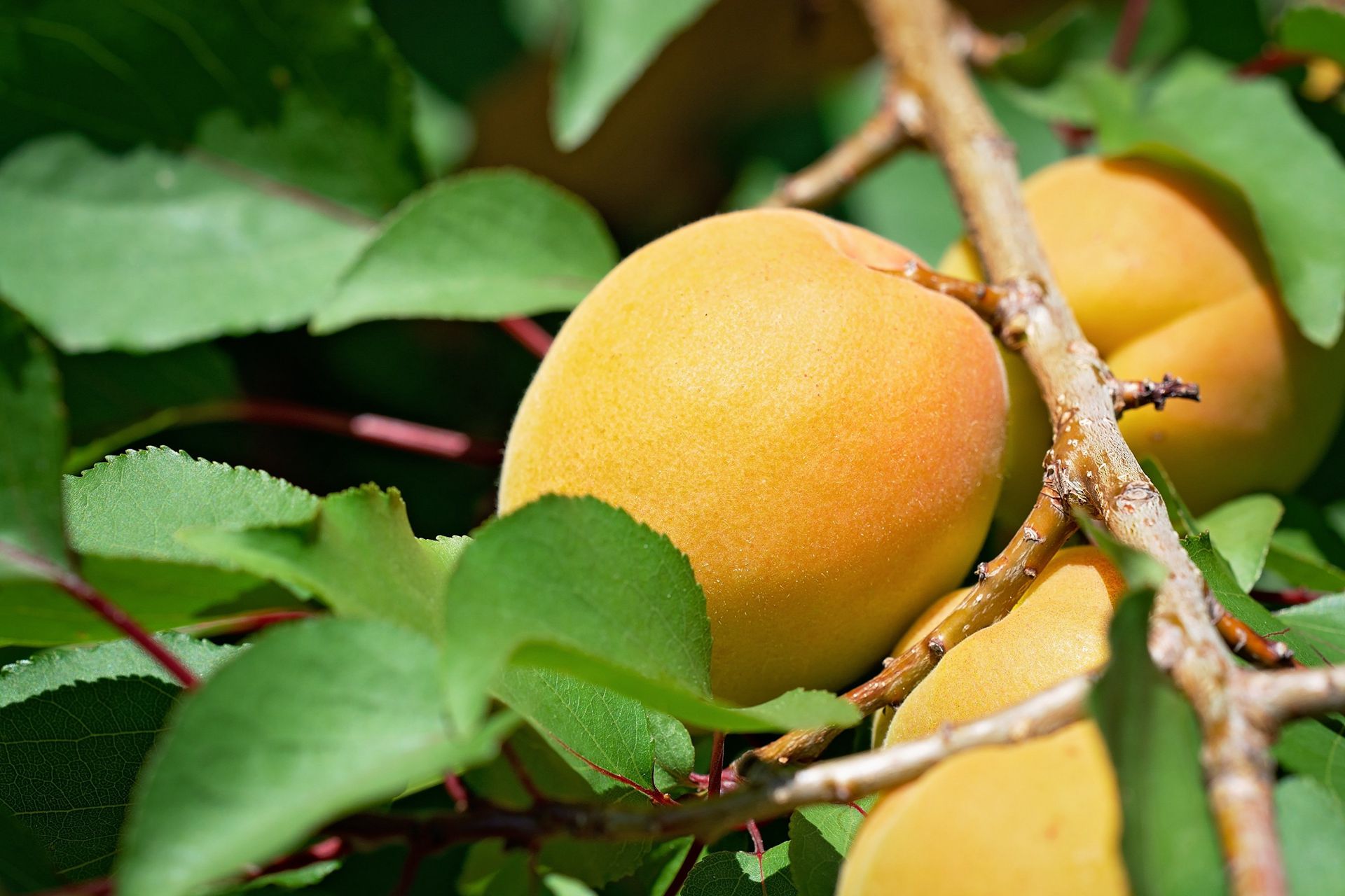 果实金黄，味甜多汁，熟透了的杏子果实高清静物摄影美图