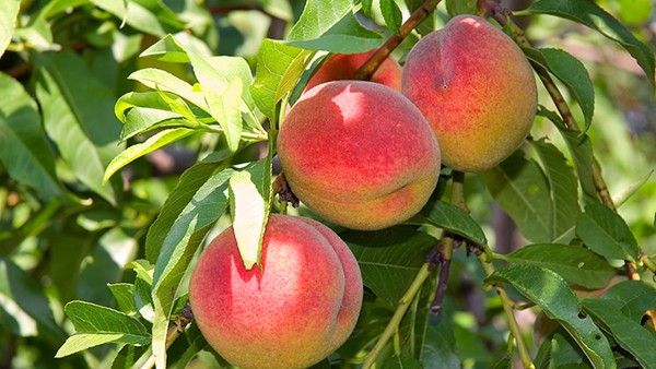 糖尿病患者可以吃桃子吗？谁不适合吃桃子？