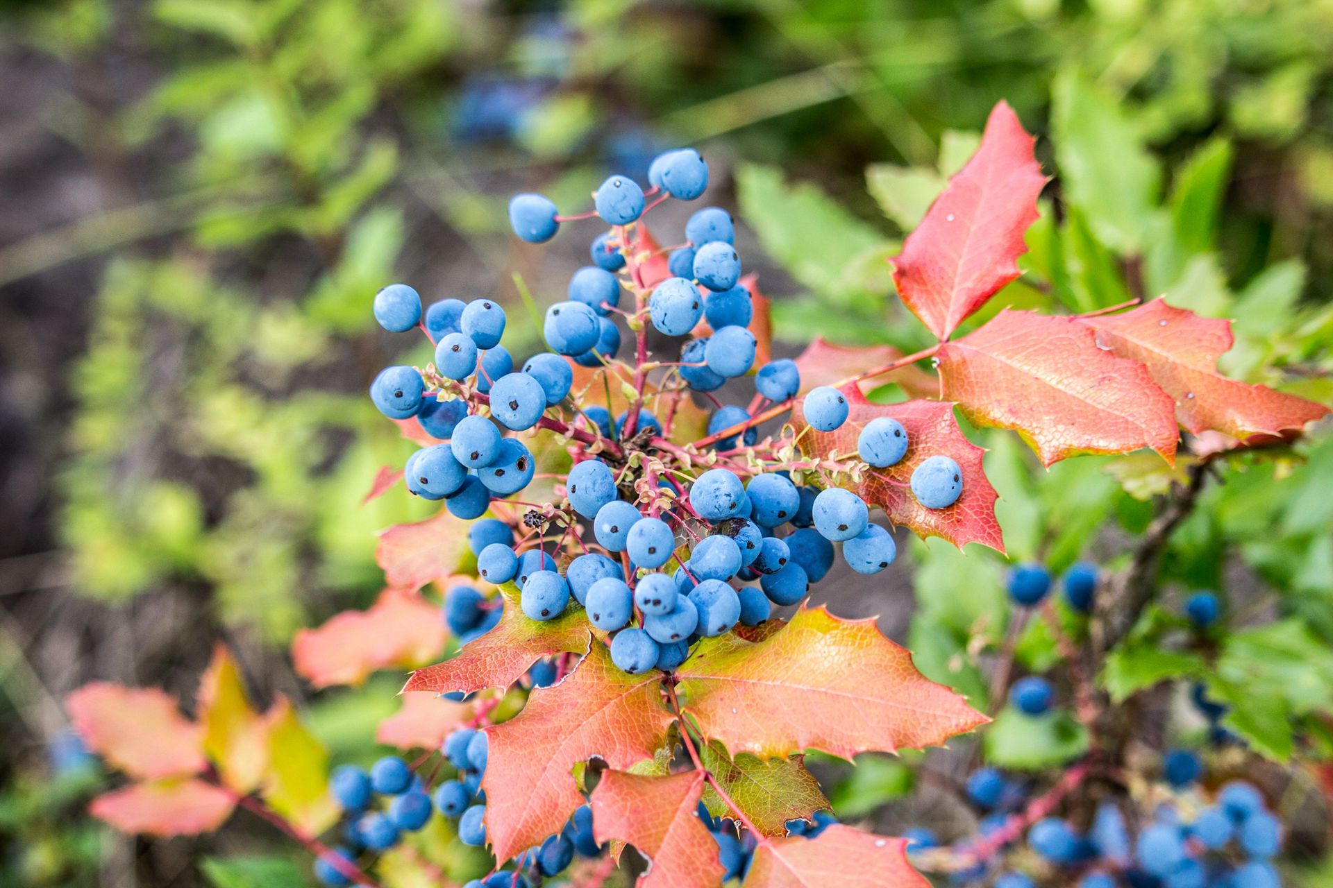枝头上挂满了成熟的蓝莓真实高清摄影图片