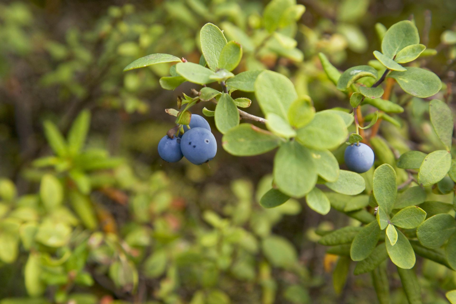 枝头上挂满了成熟的蓝莓真实高清摄影图片
