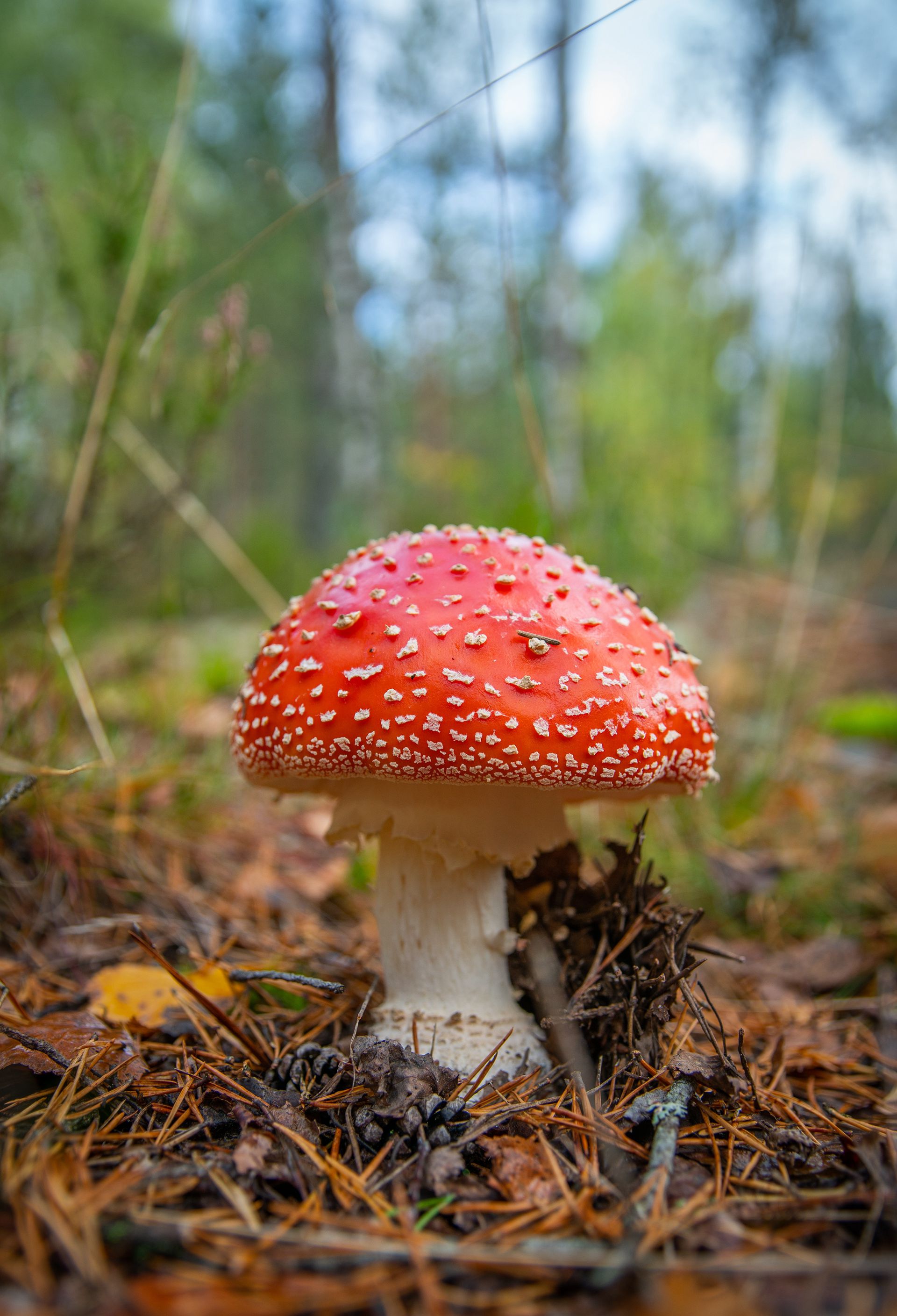 生长在山林，山岭间的各种蘑菇高清摄影图片