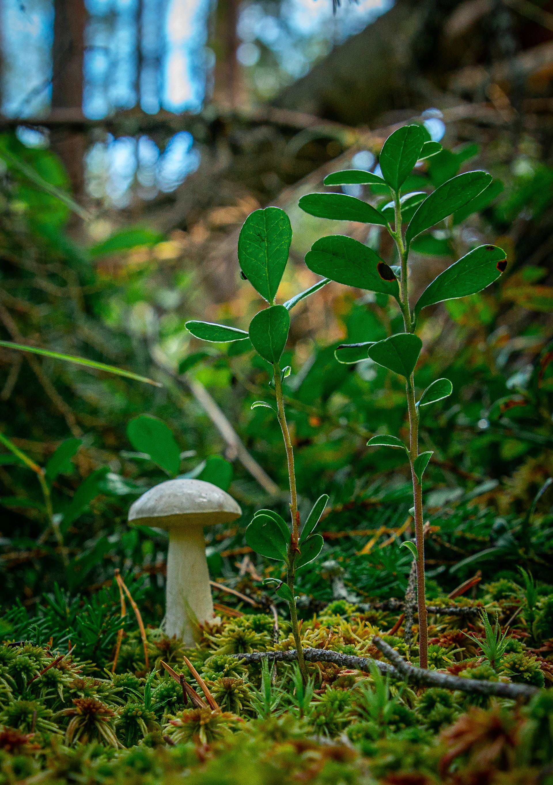 生长在山林，山岭间的各种蘑菇高清摄影图片