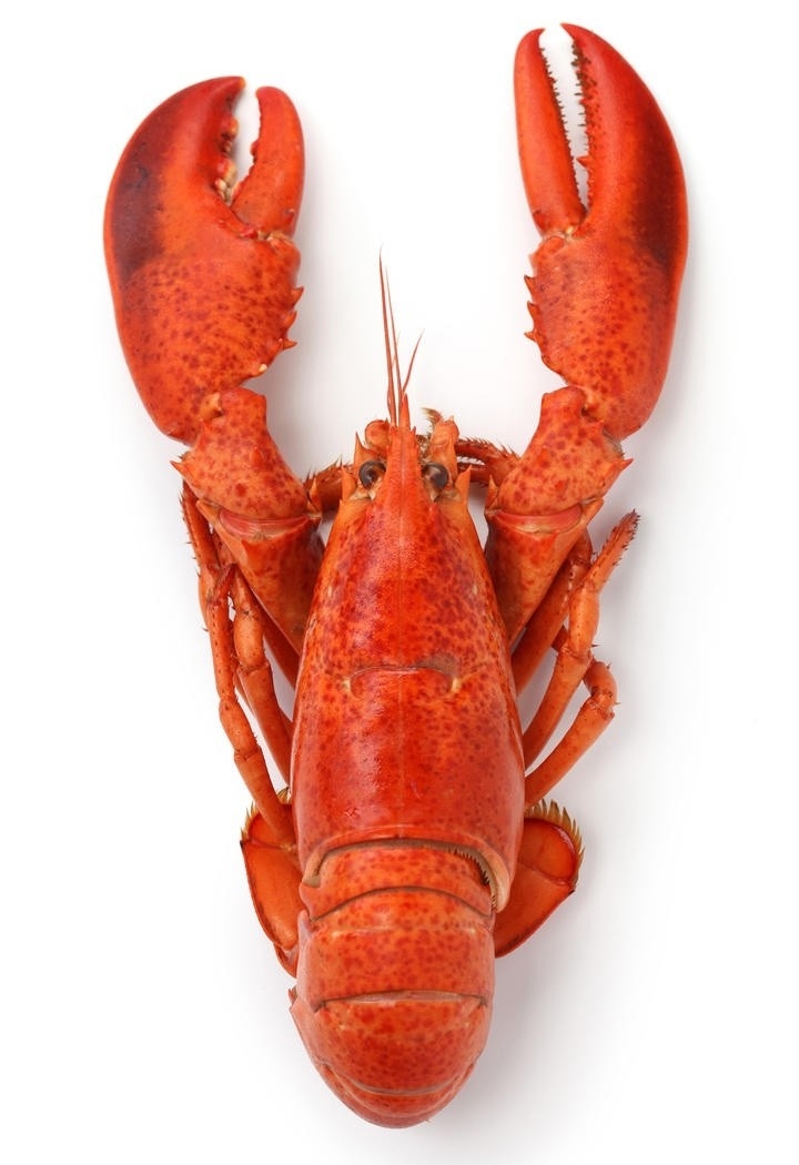 澳洲龙虾海鲜拼盘大餐图片 2000g的波士顿龙虾多少厘米