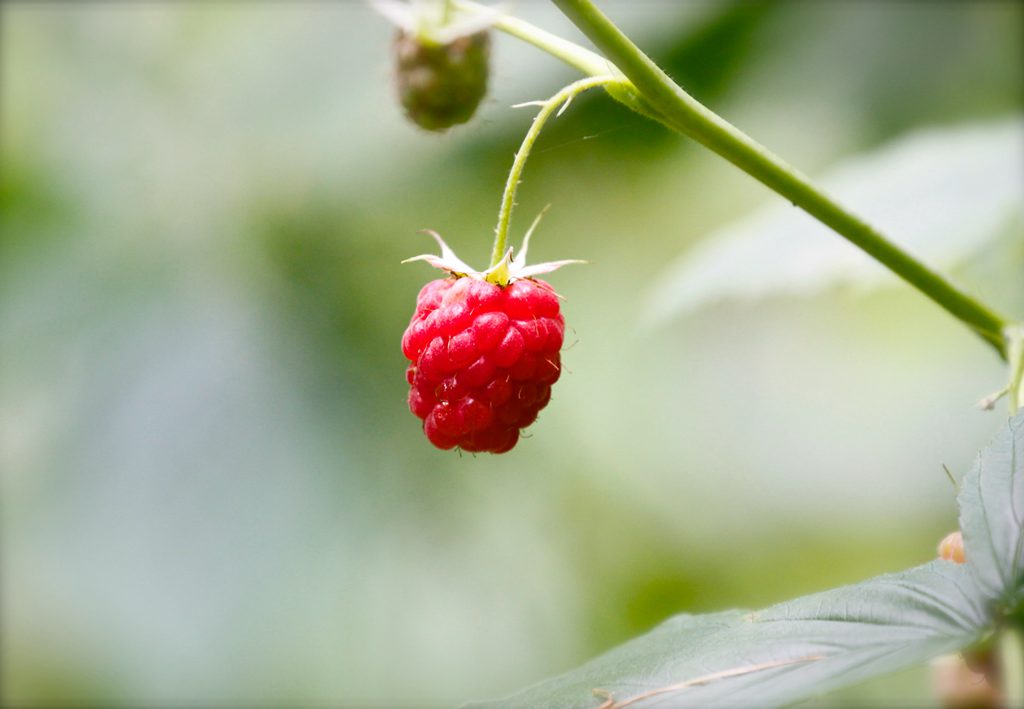 儿时的记忆，童年的味道，野果山莓（树莓）植物及果实图片