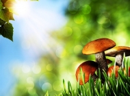 蘑菇图片素材绿幕 蘑菇图片素材动态