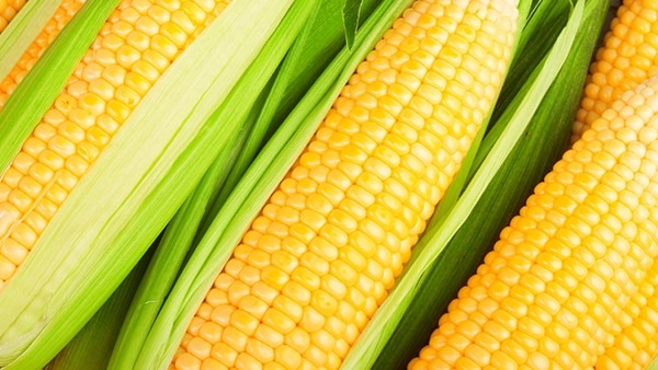 水果玉米煮多久就熟了？怎么判断玉米是否煮熟？