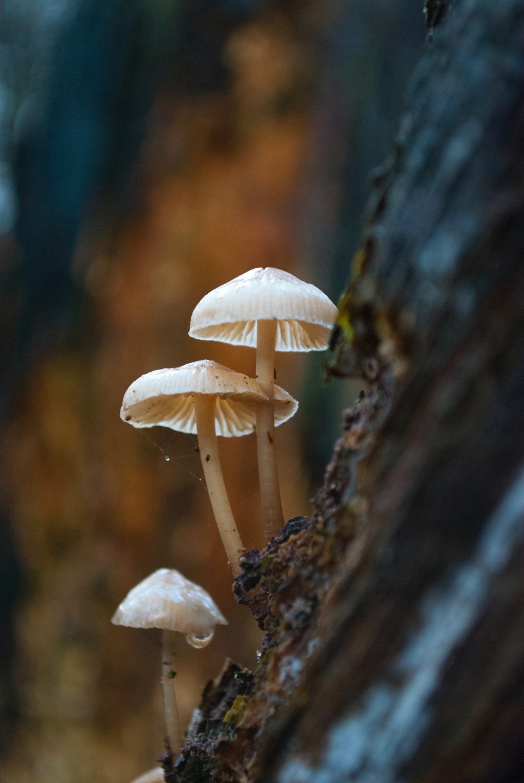 蘑菇图片大全高清图片 林间蘑菇照片大全
