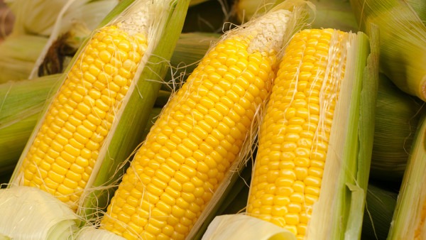 玉米煮多久会熟透?玉米怎么煮更好吃？
