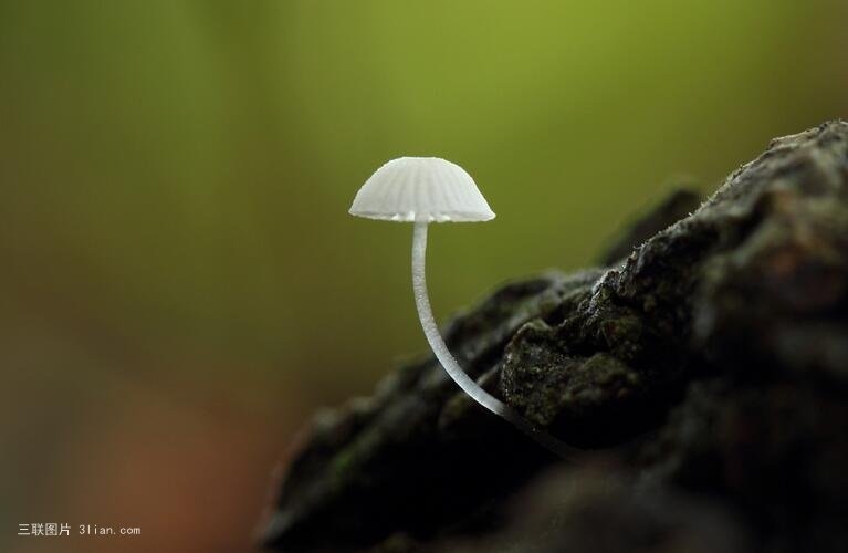 小真菌大蘑菇 山上什么真菌会被吸入肺部